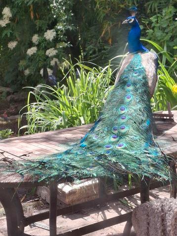  Bosjes pauwenveren  beschikbaar voor biedingen