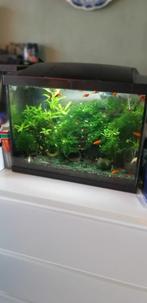 Garnalen aquarium inclusief, Dieren en Toebehoren, Vis
