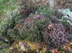 Gratis Heide - Zelf Uitgraven, Tuin en Terras, Planten | Tuinplanten, Ophalen, Bodembedekkers, Volle zon, Vaste plant