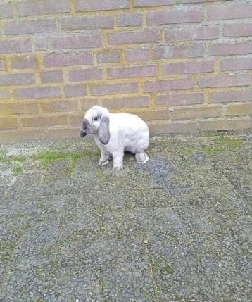 Zeldzaam Kleur onder de nhd Nederlandse hangoordwerg  beschikbaar voor biedingen