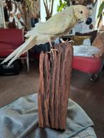 Opgezette.Taxidermie.Taxidermy. Kakariki vr. uit New Zealand, Dieren en Toebehoren, Vogels | Parkieten en Papegaaien, Mannelijk