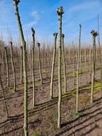 Knotwilgen te koop!, Tuin en Terras, Planten | Bomen, Bloeit niet, Halfschaduw, 100 tot 250 cm, Ophalen