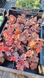 Heugera donker rood, Ophalen, Zomer, Overige soorten, Volle zon