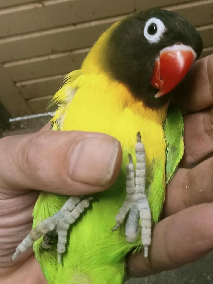 Prachtige brr agapornis personata d groen split blauw, Dieren en Toebehoren, Vogels | Parkieten en Papegaaien, Dwergpapegaai of Agapornis