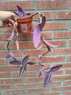 Tradescantia pallida pink stripe, Huis en Inrichting, Ophalen, Overige soorten, Minder dan 100 cm