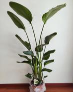Strelitzia Nicolia 190cm, Huis en Inrichting, Kamerplanten, Overige soorten, 150 tot 200 cm, Ophalen of Verzenden, In pot