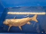 Kabuto (Ghost) Koi 55cm, Dieren en Toebehoren, Vissen | Vijvervissen, Karper of Koi