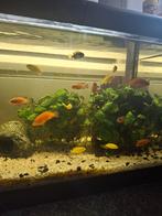 Cichliden te koop, Dieren en Toebehoren, Vis