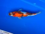 Showa, Dieren en Toebehoren, Vissen | Vijvervissen, Karper of Koi