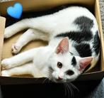 Kitten kruising Turkse Van kat., Dieren en Toebehoren, Katten en Kittens | Raskatten | Korthaar, Kater, Ontwormd, 0 tot 2 jaar