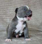 American Bully XL Pup, Parvo, 8 tot 15 weken, Groot, Meerdere