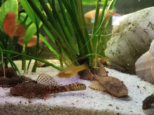 Ancistrus algeneters - man/vrouw, Dieren en Toebehoren, Vissen | Aquariumvissen, Zoetwatervis, Vis
