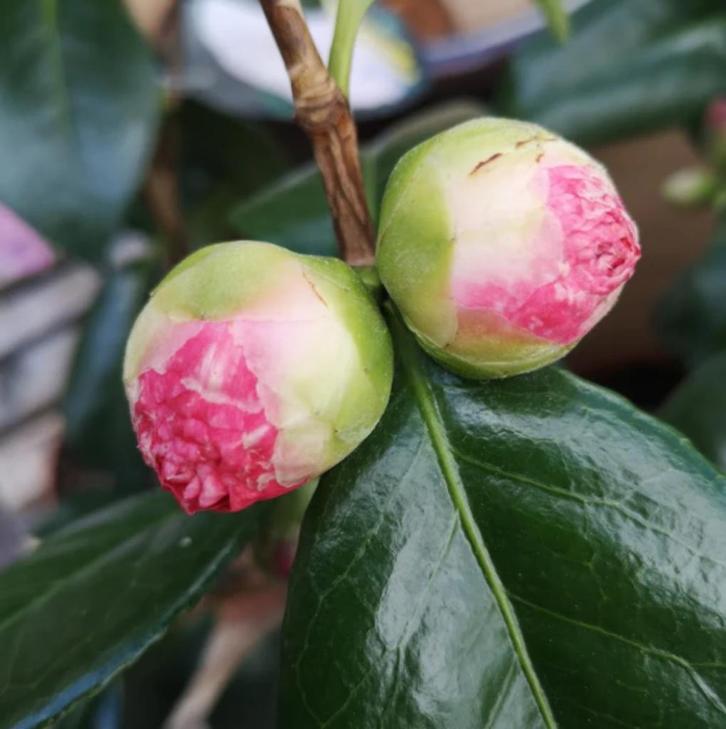 Camelia 'Nuccio's Pearl' 80-100 cm, Tuin en Terras, Planten | Struiken en Hagen, Struik, Overige soorten, Minder dan 100 cm, Ophalen of Verzenden