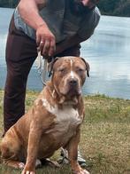 Lieve American Bully XL te koop, Dieren en Toebehoren, Honden | Bulldogs, Pinschers en Molossers, Particulier, Rabiës (hondsdolheid)