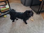 Lieve Aanhankelijke Tibetaanse spaniel, Rabiës (hondsdolheid), 1 tot 2 jaar, Eén hond, Nederland