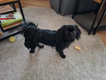 Lieve Aanhankelijke Tibetaanse spaniel  beschikbaar voor biedingen