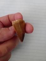 Mooie mosasaurus tand, Ophalen of Verzenden, Fossiel