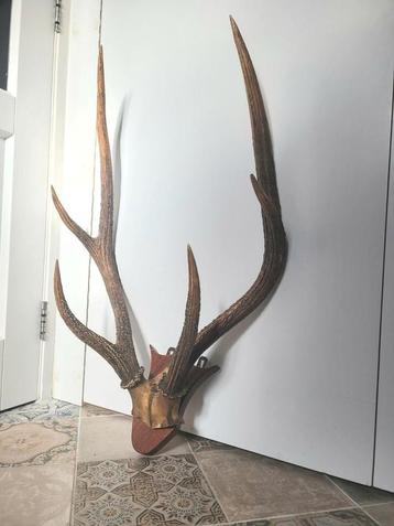 Hongaarse Schedel met groot gewei  ~ 50 euro beschikbaar voor biedingen