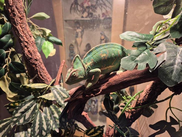 Te koop jemen kameleon vrouw met groot  gaas terrarium