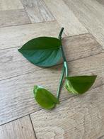 🌱 Drakenklimop - Epipremnum aureum - hangplant, Huis en Inrichting, Kamerplanten, Ophalen, Overige soorten, Halfschaduw, Minder dan 100 cm