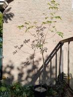 Notenboom, Juglans regia, Tuin en Terras, Planten | Bomen, Overige soorten, Lente, 250 tot 400 cm, Ophalen