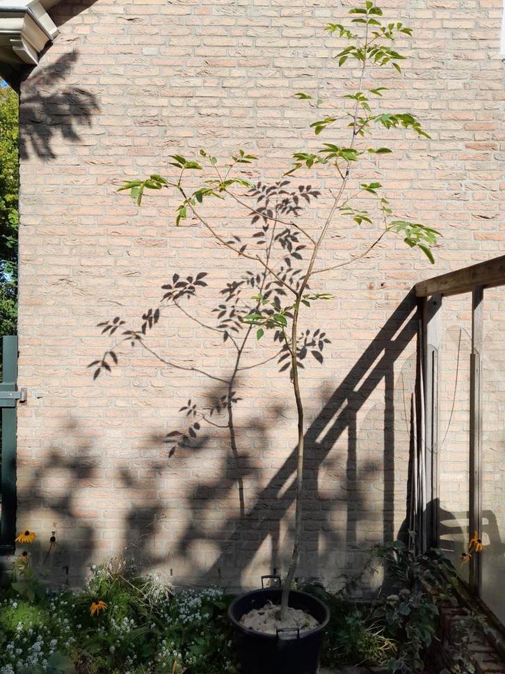 Notenboom, Juglans regia, Tuin en Terras, Planten | Bomen, Overige soorten, 250 tot 400 cm, Volle zon, Lente, In pot, Ophalen