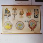 Schoolplaat Voortplantingsorganen en ontwikkeling, Ophalen of Verzenden, Natuur en Biologie