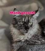 Maine coon poezen met stamboom, Poes, Met stamboom