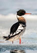 Siereenden - Middelste zaagbekken (Red-breasted Merganser), Dieren en Toebehoren, Pluimvee, Meerdere dieren, Eend