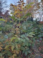 Biologische Walnotenboom - Zelf Uithalen!, Bloeit niet, Overige soorten, 100 tot 250 cm, Ophalen