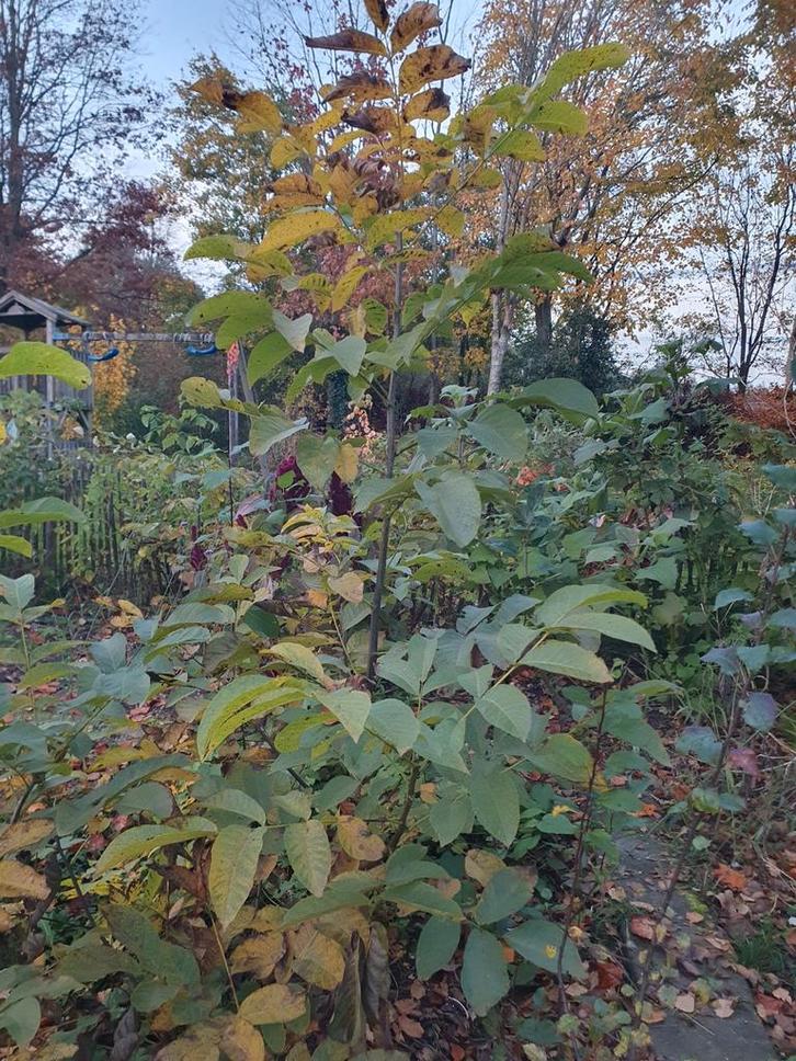 Biologische Walnotenboom -, Tuin en Terras, Planten | Bomen, Overige soorten, 100 tot 250 cm, Volle zon, Bloeit niet, Ophalen