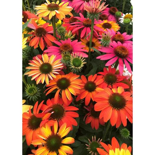 Gazania sunshine hybrids mix biologische zaden, Tuin en Terras, Bloembollen en Zaden, Zaad, Voorjaar, Volle zon, Ophalen of Verzenden