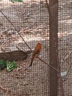 Rode kanaries, Dieren en Toebehoren, Vogels | Kanaries, Meerdere dieren, Kleurkanarie