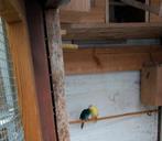 Kakarikis koppel en 2 valkparkieten popen, Dieren en Toebehoren