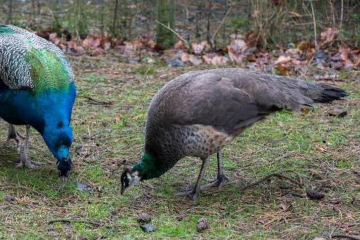 Pauwen Te Koop, Dieren en Toebehoren, Pluimvee, Overige soorten, Meerdere dieren