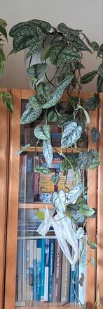 Scinapsus. 1,50 m € 17,50., Huis en Inrichting, Zo goed als nieuw, Minder dan 100 cm, 25 tot 50 cm, 50 tot 100 cm