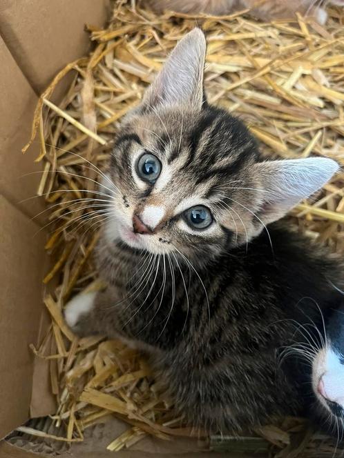 Mooie boerderij kittens, Dieren en Toebehoren, Katten en Kittens | Raskatten | Korthaar, Meerdere dieren, Ontwormd