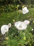 Klaproos wit papaver, Ophalen of Verzenden, Voorjaar, Volle zon, Zaad