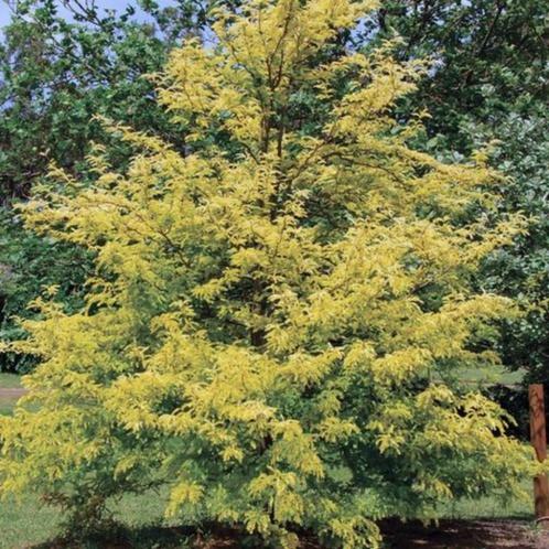Gleditsia Speczam / valse Christusdoorn, Tuin en Terras, Planten | Bomen, Overige soorten, Volle zon, Ophalen