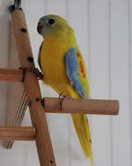 Turquoisine parkieten, Dieren en Toebehoren, Meerdere dieren, Parkiet