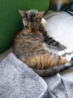 Herplaatsing voor 3 katjes., Dieren en Toebehoren, Katten en Kittens | Overige Katten, Meerdere dieren, Kortharig, 0 tot 2 jaar