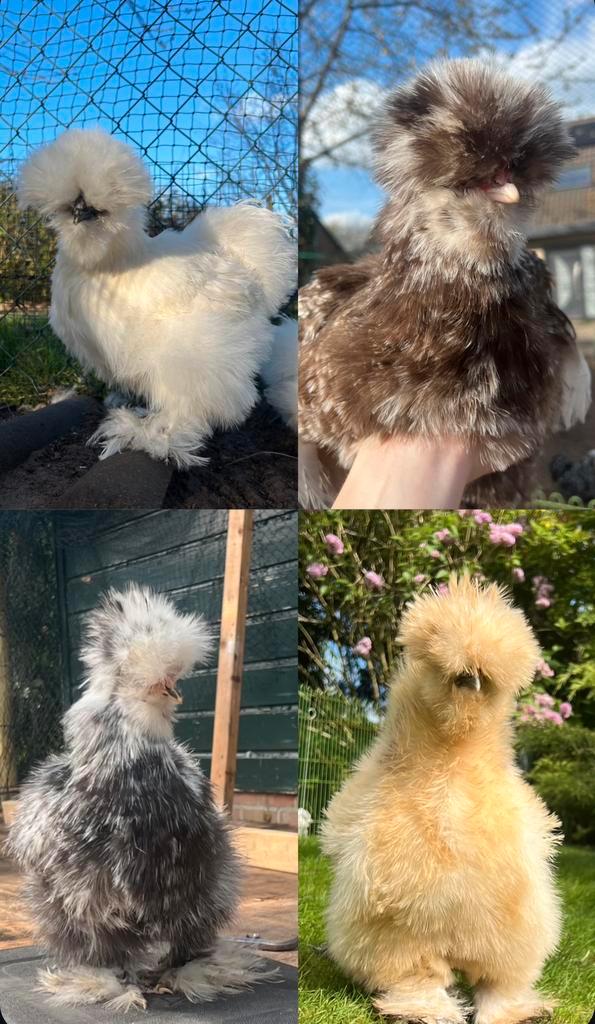 Broedeieren mix van vier kleursoorten USA zijdehoen(der), Dieren en Toebehoren, Pluimvee, Kip, Geslacht onbekend