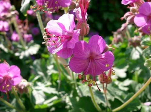 GERANIUM CZAKOR 'Bodembedekker' (NU PLanttijd) 4 voor 5,00, Tuin en Terras, Planten | Tuinplanten, Bodembedekkers, Halfschaduw