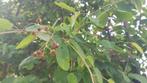 Amelanchier lamarckii Amerikaans krentenboompje herfstkleur, Tuin en Terras, Ophalen of Verzenden, Struik
