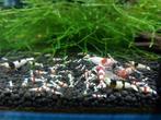 Crystal red en black garnalen, Dieren en Toebehoren, Vissen | Aquariumvissen, Kreeft, Krab of Garnaal