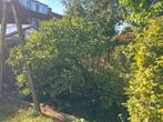 Appelboom Elstar - Zelf uitgraven, Tuin en Terras, Planten | Bomen, Overige soorten, Lente, 100 tot 250 cm, Ophalen