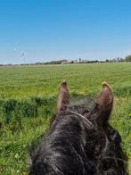 Bijrijder gezocht!, Dieren en Toebehoren, Ophalen of Verzenden, Nieuw