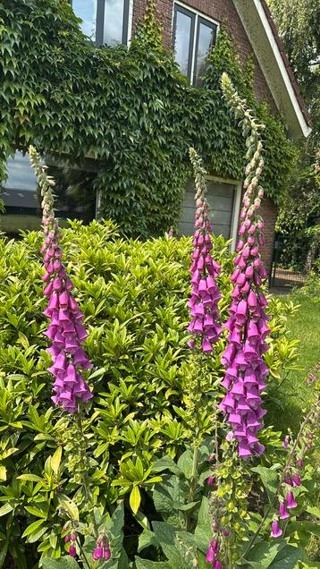 Vingerhoedskruid- kleine plantjes beschikbaar voor biedingen
