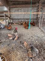 Verse broedeieren sebright, Dieren en Toebehoren, Pluimvee, Geslacht onbekend, Kip