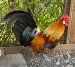 Hollandse kriel patrijs - 2 prachtige jonge haantjes GRATIS!, Dieren en Toebehoren, Pluimvee, Mannelijk, Kip